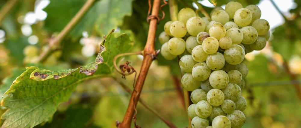 Reife Trauben der Sorte "Bachus" hängen an einer Weinrebe des Weingut Patke in Brandenburg.