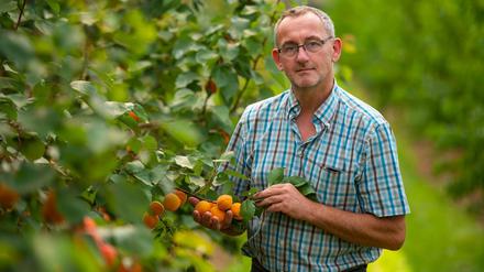 Peter Stechmann, Obstbauer in Buxtehude, kontrolliert auf seiner Aprikosenplantage einige Früchte.