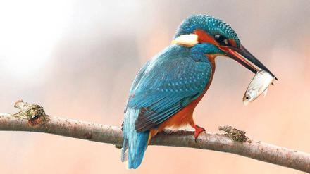 Gewusst wann. Einen Eisvogel zu fotografieren, ist leichter, wenn man seine Gewohnheiten kennt. Erhard Laube gelang diese Aufnahme am Streganzer See.