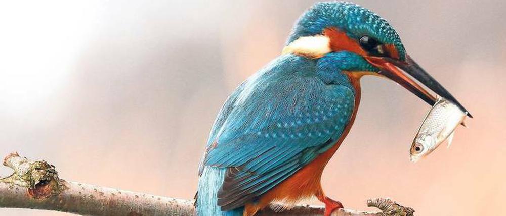 Gewusst wann. Einen Eisvogel zu fotografieren, ist leichter, wenn man seine Gewohnheiten kennt. Erhard Laube gelang diese Aufnahme am Streganzer See.
