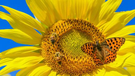 Auch die Bienen lieben den Sommer - und die Sonnenblume. Zum Bienenkenner wird man im Freilandlabor Marzahn.