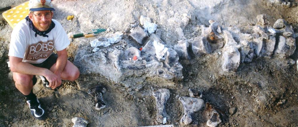 1998, USA: Ein Mitglied des Grabungsteams der Universität von Kansas kniet neben den Fußknochen eines nahen Verwandten des Brachiosaurier, der den Spitznamen "Bigfoot" erhielt. 