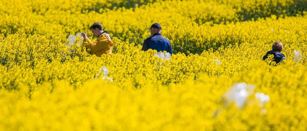 Pflanzenzucht. In der Wirtschaft befürchtet man neue Nachteile für Europa. 