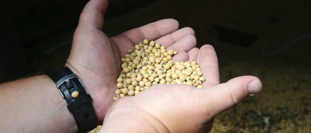Ein US-Farmer hält sortierte Sojabohnen in seinem Landwirtschaftsbetrieb. 