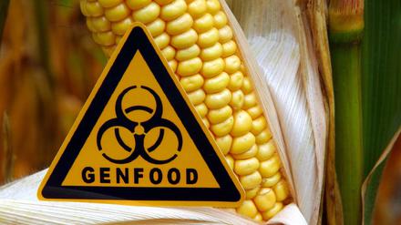 Ein Schild mit der Aufschrift "Genfood", aufgenommen vor einem gentechnisch veränderten Maiskolben auf einem Feld.
