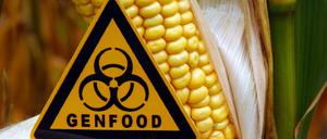 Ein Schild mit der Aufschrift "Genfood", aufgenommen vor einem gentechnisch veränderten Maiskolben auf einem Feld.