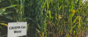 Crispr/Cas auf den Äckern. Die neue gentechnische Methode hat viel Potenzial, es nicht erforschen zu dürfen, ist auch moralisch fragwürdig.