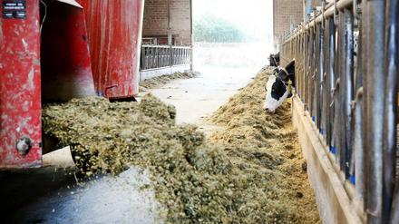 Winterfutter im Sommer: Weil frisches Futter fehlt, müssen die Bauern an ihre Vorräte. 