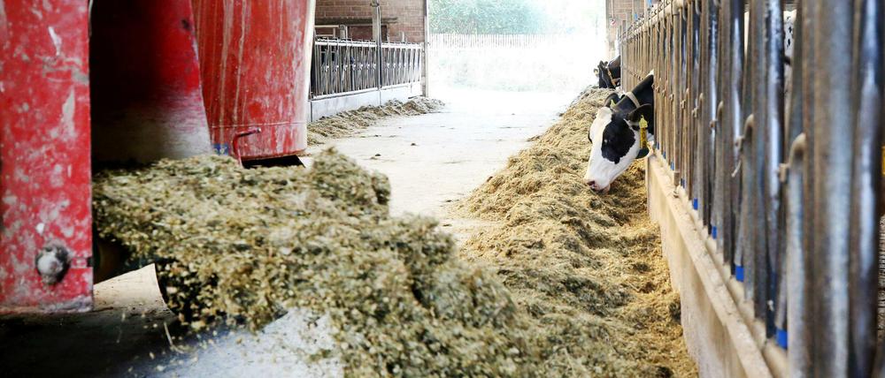 Winterfutter im Sommer: Weil frisches Futter fehlt, müssen die Bauern an ihre Vorräte. 