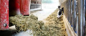 Winterfutter im Sommer: Weil frisches Futter fehlt, müssen die Bauern an ihre Vorräte.