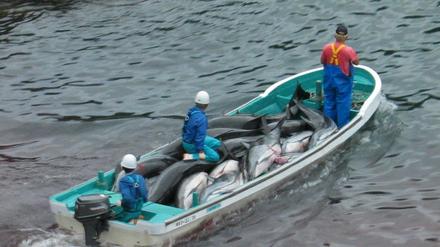 Japanische Fischer transportieren tote Delfine in einem Boot.