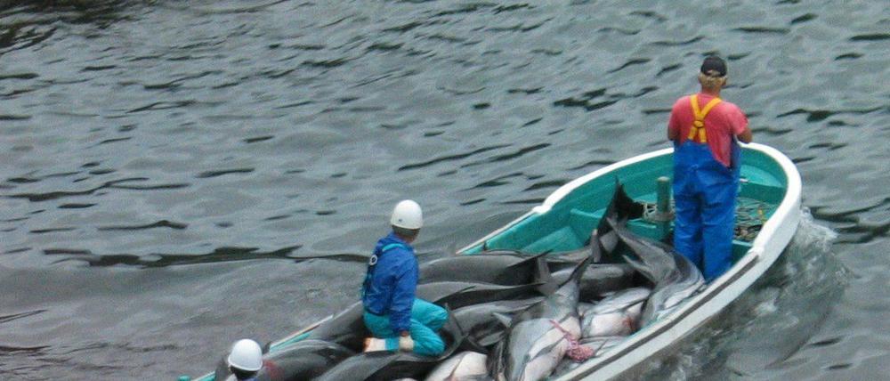 Japanische Fischer transportieren tote Delfine in einem Boot.