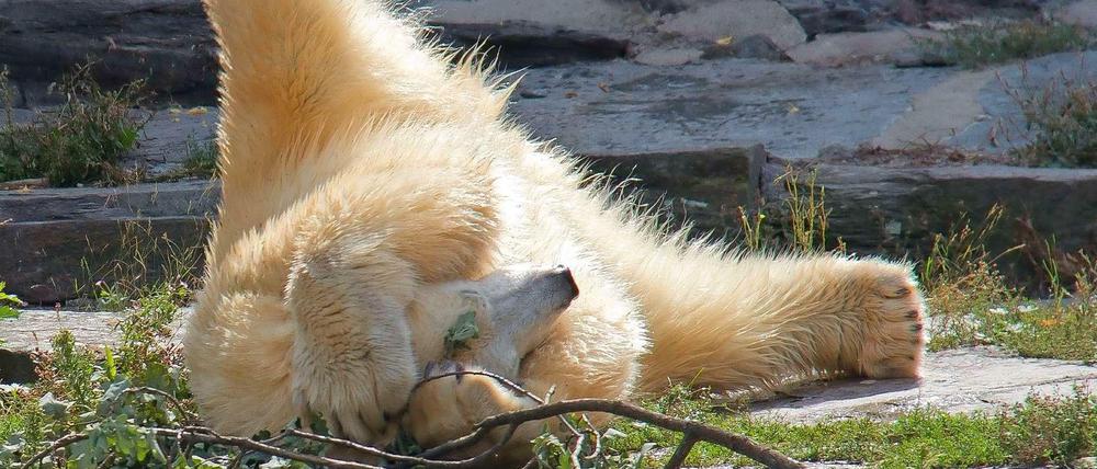 Eis, Eis, Eisbär. Tonja meidet die Sonne, kommt mit dem Wetter sonst aber gut zurecht.