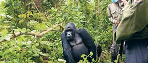 Gefährdet. Von den vier Primaten auf diesem Bild aus dem Virunga-Nationalpark leben drei in ständiger Bedrohung. Denn Wilderer schießen nicht nur auf Gorillas, sondern auch auf die Ranger, die sie beschützen.