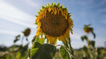 Eine vertrocknete Sonnenblume steht auf einem Feld der Erzeugergemeinschaft Agrarprodukte eG in Wildenhain, Sachsen. 