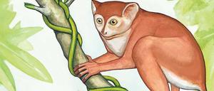 Rewind, reset. Könnte man 55 Millionen Jahre zurückspulen, fände man irgendwo im Geäst diesen winzigen Primaten. Liefe ab diesem Punkt die Evolution erneut ab, wäre es unwahrscheinlich, aber nicht unmöglich, dass wieder so etwas wie der Mensch entsteht.