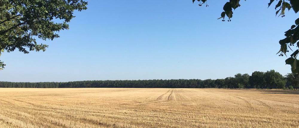 Beim Mais erwartet Gerloff einen Totalausfall, bei anderen Sorten mindestens 50 Prozent Ernteeinbuße.