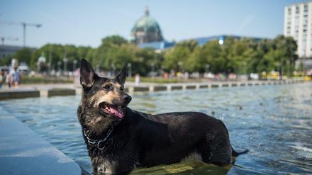 Hund Lilly kühlt sich in den Wasserkaskaden vor dem Berliner Fernsehturm ab. Der Dienstag war der bislang heißeste Tag dieses Jahres.