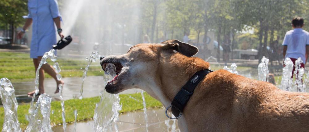 Ein Hund erfrischt sich an den Wasserspielen im Regierungsviertel.