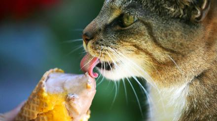 Was hilft bei der Hitze? Richtig, Eis!