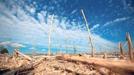 Verblühte Landschaften: Viel zu wenig Regen, und dann trocknet auch noch die Sonne den Boden aus und verursacht vor allem im Norden und Osten Missernten. 