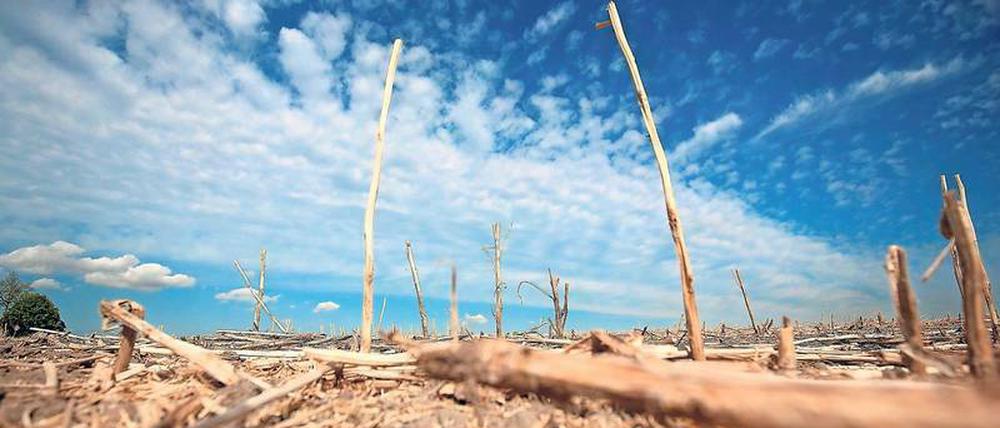 Verblühte Landschaften: Viel zu wenig Regen, und dann trocknet auch noch die Sonne den Boden aus und verursacht vor allem im Norden und Osten Missernten.