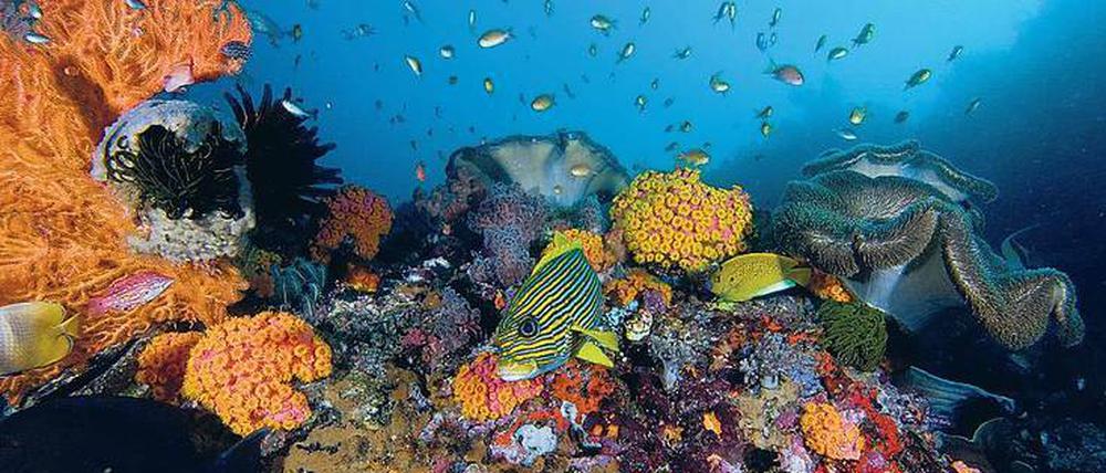 Des Menschen Freund, die Koralle. Riff auf den Raja Ampat-Inseln im Süden Indonesiens.
