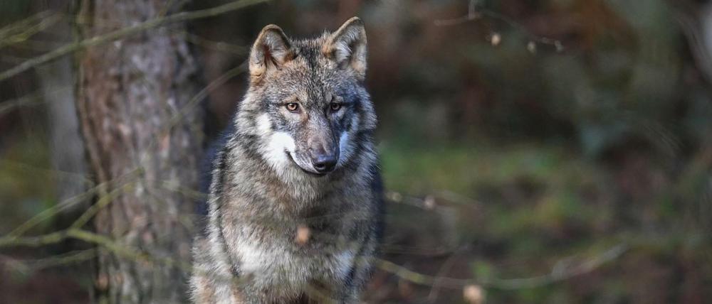 Einsamer Wolf. Immer wieder werden Tiere getötet.