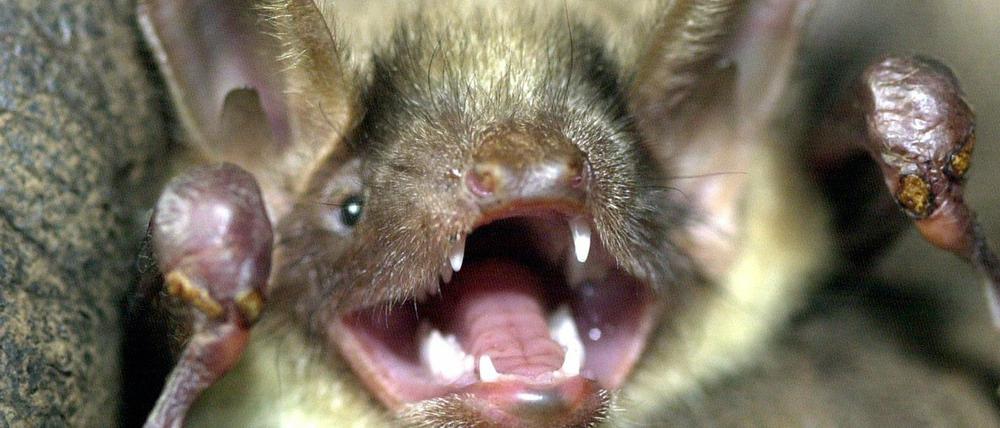 Eine Fledermaus der Art "Großes Mausohr".