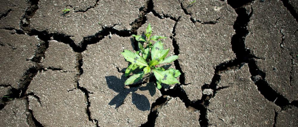 Flussbett bei Dresden: Der Klimawandel ist eine Herausforderung.