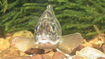 Geschlauchter Taucher: Kaulbarsche der Gattung Gymnocephalus brauchen sauerstoffreiches Wasser, das in diesem Sommer immer knapper wird. Sie gehören zu den Fischen, die derzeit in manchen Gewässern bereits bedroht sind.