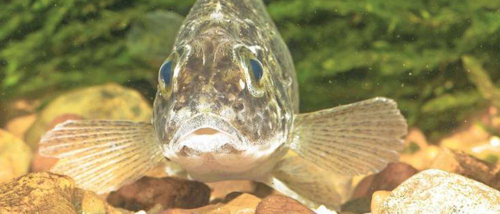 Geschlauchter Taucher: Kaulbarsche der Gattung Gymnocephalus brauchen sauerstoffreiches Wasser, das in diesem Sommer immer knapper wird. Sie gehören zu den Fischen, die derzeit in manchen Gewässern bereits bedroht sind.