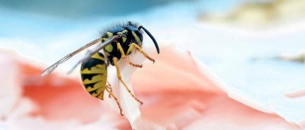 Rekordjahr. So viele Wespen wie diesen Sommer gab es lange nicht. Foto: Kalaene / dpa