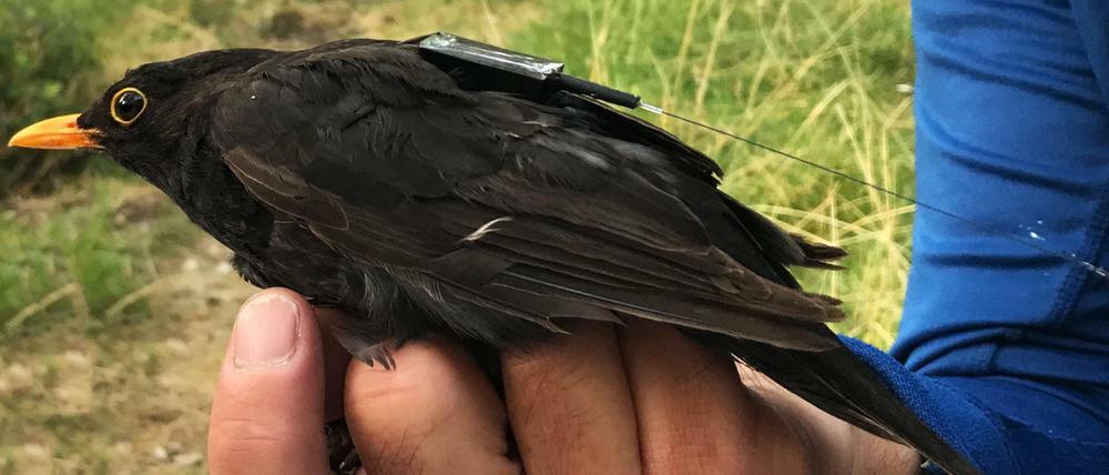 Eine Amsel trägt einen Icarus-Sender.