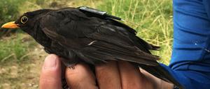 Eine Amsel trägt einen Icarus-Sender.