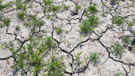 Wie hier auf einem Feld in Brandenburg sieht der Boden vielerorts aus – eine Folge der hohen Temperaturen der letzten Monate. Nach einem neuen Klimamodell könnten der Erde weitere vier außergewöhnlich heiße Jahre bevorstehen.
