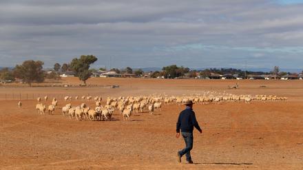Farmarbeiter Glenn McCosker auf einer Schafsfarm in Tamworth im australischen Bundesstaat New South Wales. Die Tiere müssen gefüttert werden, Pflanzen finden sie seit Monaten nicht. Das Bild stammt vom 2. Juni 2018.