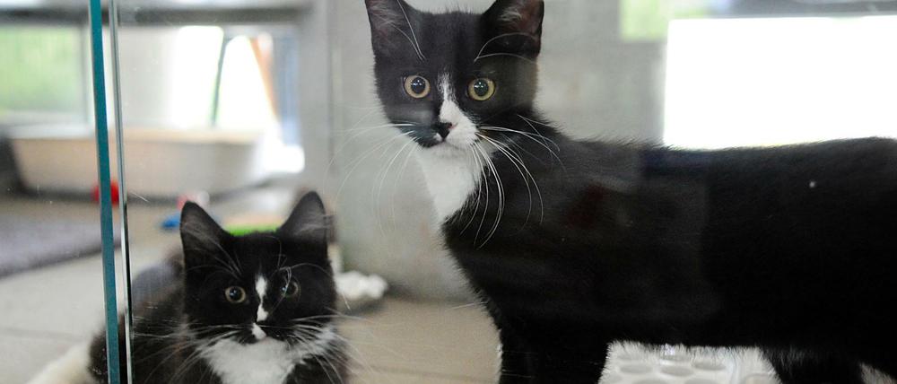 Happy End: Das ausgesetzte Katzenpärchen hat mittlerweile ein neues Zuhause gefunden.