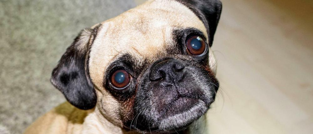 Mops Emma ist der schnellste Mops Berlins.