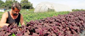 Gartenbauingenieur Olaf Schnelle baut im mecklenburgischen Dorf Dorow seltene Kräuterarten und Gemüsesorten an.