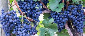 Die Weinlese läuft in diesem Jahr schon seit Anfang August. 
