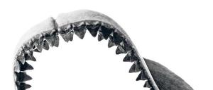Dentale Stärke. Vom Megalodon haben Menschen nur Fossilien gefunden. Vor allem Zähne, hier zu einem Gebiss rekonstruiert. 