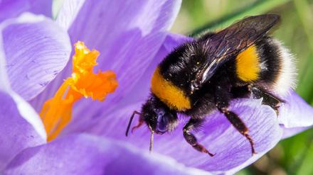 Eine Hummel sucht nach Nektar.