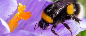 Eine Hummel sucht nach Nektar.