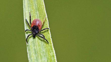 Kein Bock auf Holz. Anders, als der Name suggeriert, mögen Holzböcke weder Zellulose noch Pflanzensäfte, sondern Blut. Das ist unangenehm – und manchmal gefährlich. 