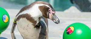 Orakel Flocke in Aktion