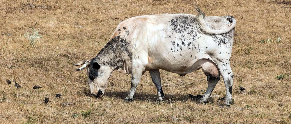 Sachsen-Anhalt: Eine Kuh steht auf einer Weide in den Elbauen bei Schönebeck.