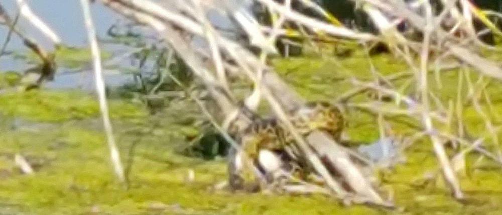 Eine Würgeschlange der Gattung Gelbe Anakonda sitzt auf einem Ast im Latumer See in Meerbusch.