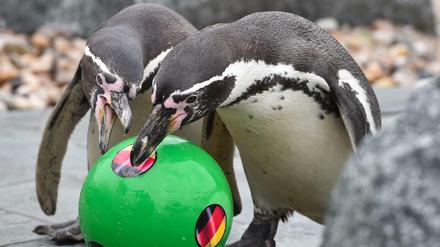 Der Pinguin "Flocke" aus dem Spreewelten-Bad in Lübbenau fungierte im Sommer als WM-Orakel.