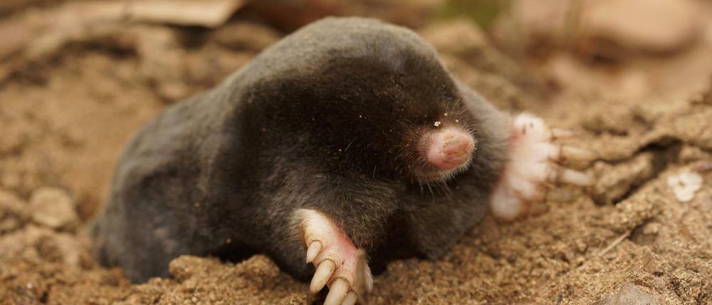 Bulgarien: Ein Maulwurf der neu entdeckten Art Talpa Martinorum.